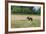 Boar/Hog Willow Sculpture in Meadow-null-Framed Photographic Print