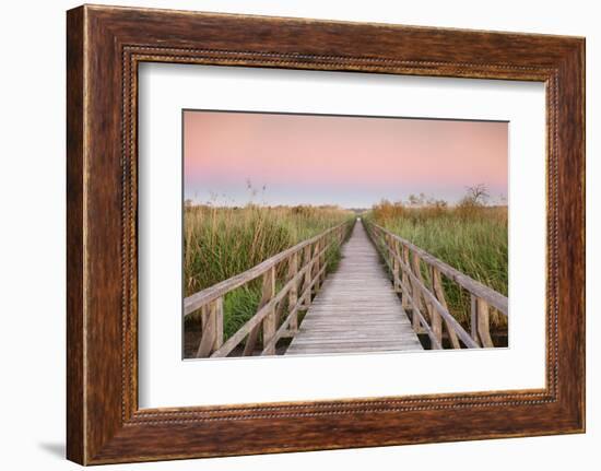 Boardwalk at sunrise, Federsee Lake, Nature reserve, Bad Buchau, Upper Swabia, Baden-Wurttemberg, G-Markus Lange-Framed Photographic Print