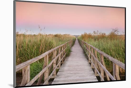 Boardwalk at sunrise, Federsee Lake, Nature reserve, Bad Buchau, Upper Swabia, Baden-Wurttemberg, G-Markus Lange-Mounted Photographic Print