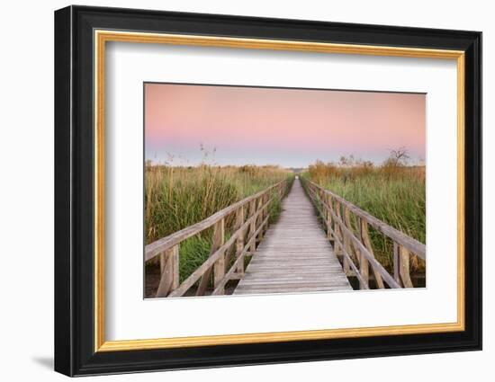 Boardwalk at sunrise, Federsee Lake, Nature reserve, Bad Buchau, Upper Swabia, Baden-Wurttemberg, G-Markus Lange-Framed Photographic Print