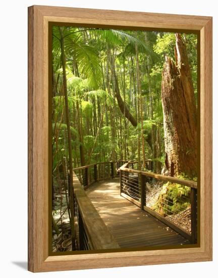 Boardwalk by Wanggoolba Creek, Fraser Island, Queensland, Australia-David Wall-Framed Premier Image Canvas