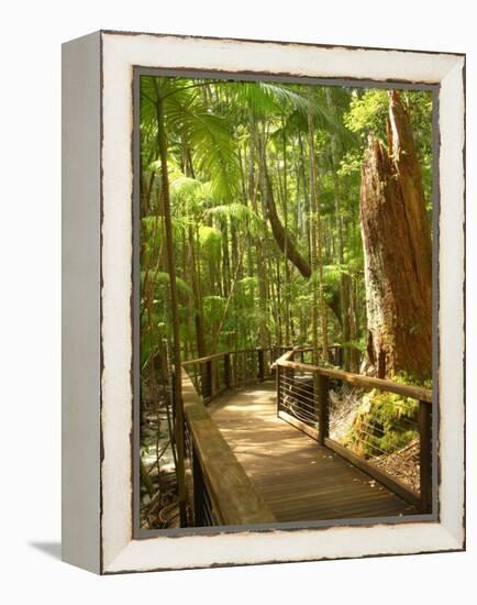 Boardwalk by Wanggoolba Creek, Fraser Island, Queensland, Australia-David Wall-Framed Premier Image Canvas