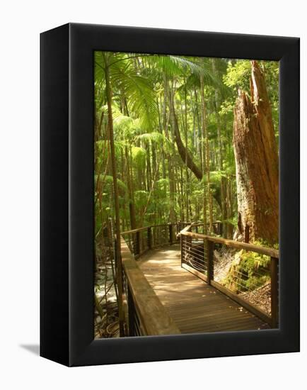 Boardwalk by Wanggoolba Creek, Fraser Island, Queensland, Australia-David Wall-Framed Premier Image Canvas