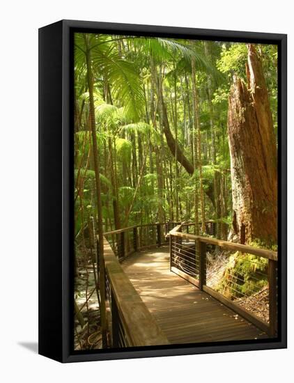 Boardwalk by Wanggoolba Creek, Fraser Island, Queensland, Australia-David Wall-Framed Premier Image Canvas