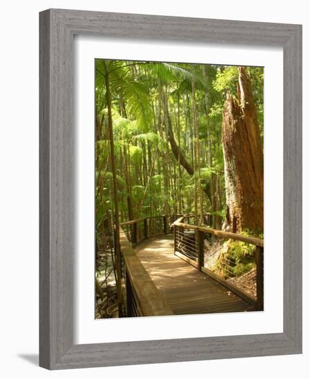 Boardwalk by Wanggoolba Creek, Fraser Island, Queensland, Australia-David Wall-Framed Photographic Print