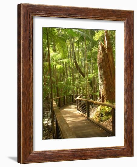 Boardwalk by Wanggoolba Creek, Fraser Island, Queensland, Australia-David Wall-Framed Photographic Print