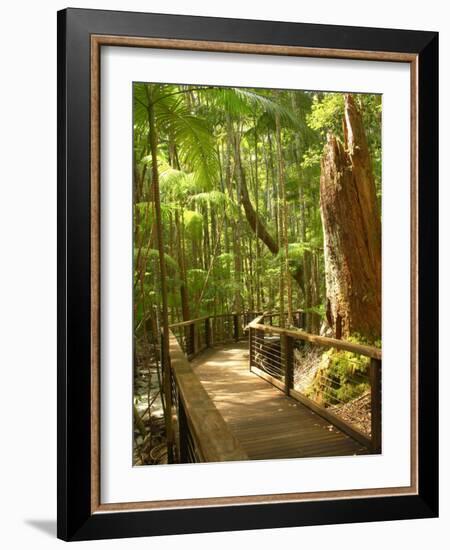 Boardwalk by Wanggoolba Creek, Fraser Island, Queensland, Australia-David Wall-Framed Photographic Print