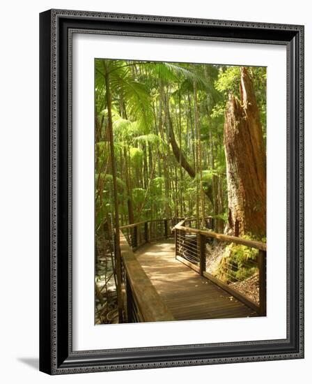 Boardwalk by Wanggoolba Creek, Fraser Island, Queensland, Australia-David Wall-Framed Photographic Print