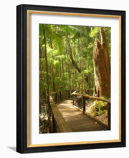 Boardwalk by Wanggoolba Creek, Fraser Island, Queensland, Australia-David Wall-Framed Photographic Print