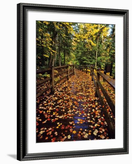 Boardwalk Full of Maple Leaves at Tahquamenon State Park, Michigan, USA-Chuck Haney-Framed Photographic Print