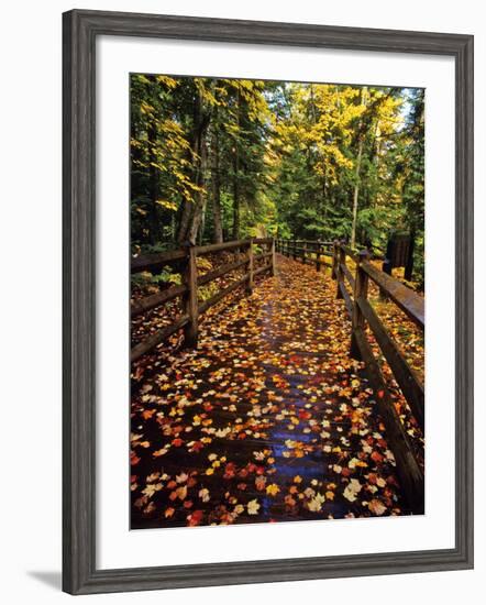 Boardwalk Full of Maple Leaves at Tahquamenon State Park, Michigan, USA-Chuck Haney-Framed Photographic Print