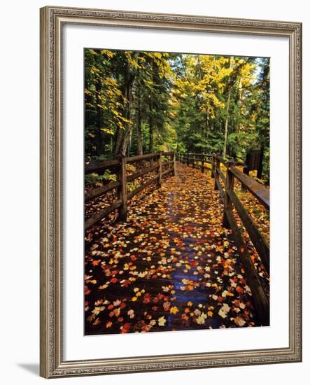 Boardwalk Full of Maple Leaves at Tahquamenon State Park, Michigan, USA-Chuck Haney-Framed Photographic Print