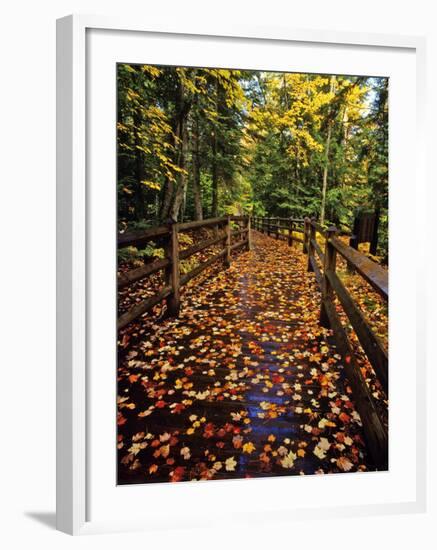 Boardwalk Full of Maple Leaves at Tahquamenon State Park, Michigan, USA-Chuck Haney-Framed Photographic Print