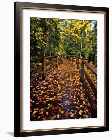 Boardwalk Full of Maple Leaves at Tahquamenon State Park, Michigan, USA-Chuck Haney-Framed Photographic Print