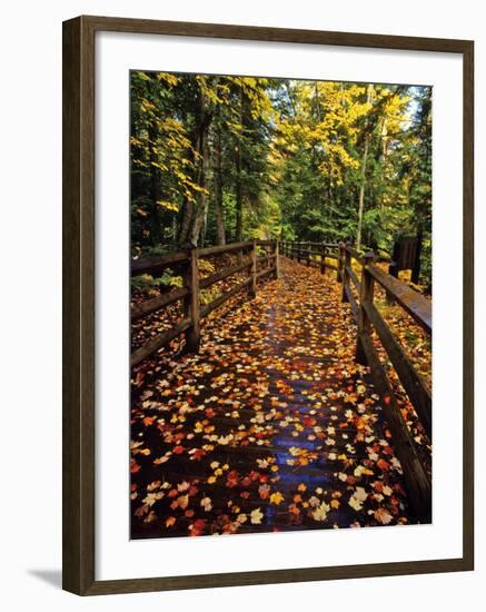 Boardwalk Full of Maple Leaves at Tahquamenon State Park, Michigan, USA-Chuck Haney-Framed Photographic Print