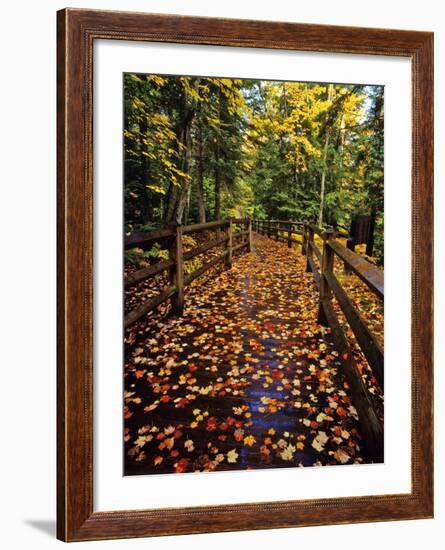 Boardwalk Full of Maple Leaves at Tahquamenon State Park, Michigan, USA-Chuck Haney-Framed Photographic Print