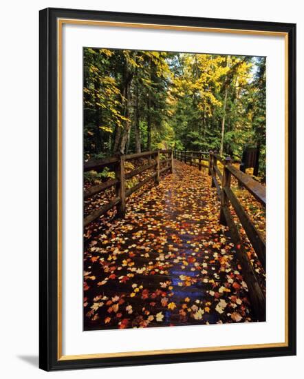 Boardwalk Full of Maple Leaves at Tahquamenon State Park, Michigan, USA-Chuck Haney-Framed Photographic Print