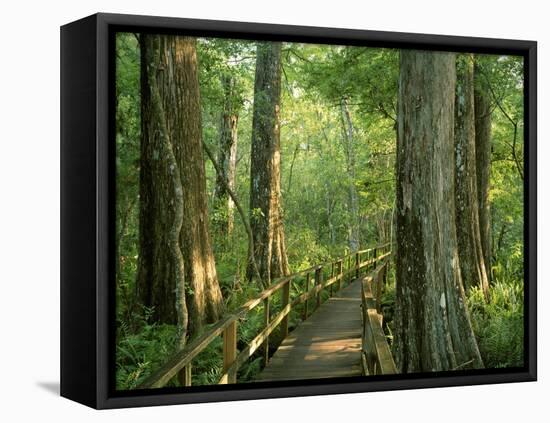 Boardwalk Through Forest of Bald Cypress Trees in Corkscrew Swamp-James Randklev-Framed Premier Image Canvas