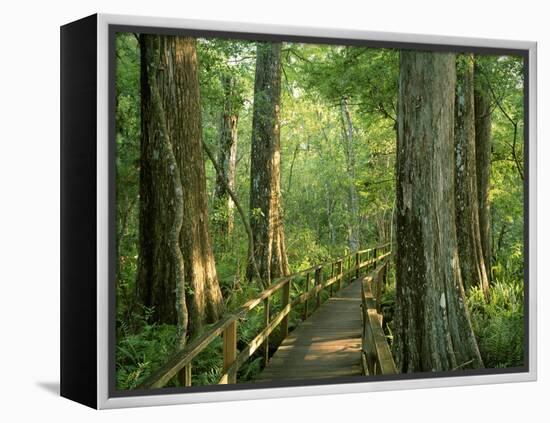 Boardwalk Through Forest of Bald Cypress Trees in Corkscrew Swamp-James Randklev-Framed Premier Image Canvas