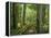Boardwalk Through Forest of Bald Cypress Trees in Corkscrew Swamp-James Randklev-Framed Premier Image Canvas