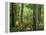 Boardwalk Through Forest of Bald Cypress Trees in Corkscrew Swamp-James Randklev-Framed Premier Image Canvas