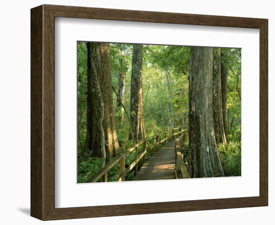 Boardwalk Through Forest of Bald Cypress Trees in Corkscrew Swamp-James Randklev-Framed Photographic Print