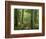 Boardwalk Through Forest of Bald Cypress Trees in Corkscrew Swamp-James Randklev-Framed Photographic Print