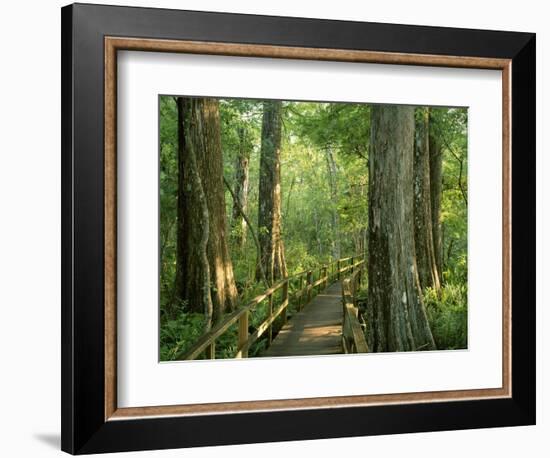 Boardwalk Through Forest of Bald Cypress Trees in Corkscrew Swamp-James Randklev-Framed Photographic Print