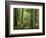 Boardwalk Through Forest of Bald Cypress Trees in Corkscrew Swamp-James Randklev-Framed Photographic Print