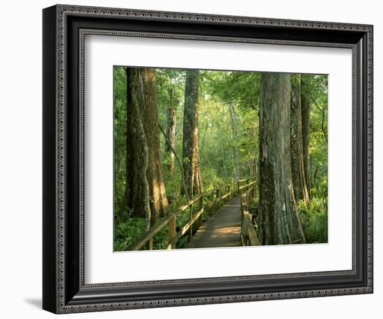 Boardwalk Through Forest of Bald Cypress Trees in Corkscrew Swamp-James Randklev-Framed Photographic Print