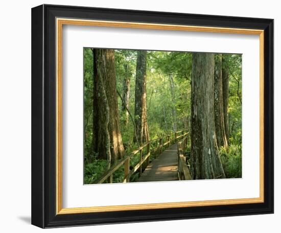 Boardwalk Through Forest of Bald Cypress Trees in Corkscrew Swamp-James Randklev-Framed Photographic Print