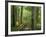 Boardwalk Through Forest of Bald Cypress Trees in Corkscrew Swamp-James Randklev-Framed Photographic Print