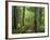 Boardwalk Through Forest of Bald Cypress Trees in Corkscrew Swamp-James Randklev-Framed Photographic Print