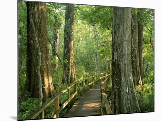 Boardwalk Through Forest of Bald Cypress Trees in Corkscrew Swamp-James Randklev-Mounted Photographic Print