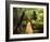 Boardwalk Through Rainforest, Maits Rest, Great Otway National Park, Victoria, Australia, Pacific-Jochen Schlenker-Framed Photographic Print