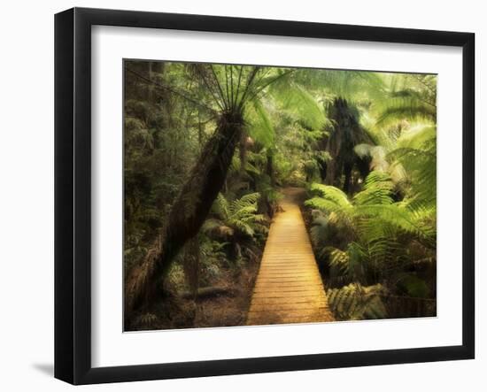 Boardwalk Through Rainforest, Maits Rest, Great Otway National Park, Victoria, Australia, Pacific-Jochen Schlenker-Framed Photographic Print