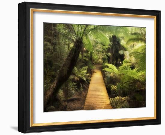 Boardwalk Through Rainforest, Maits Rest, Great Otway National Park, Victoria, Australia, Pacific-Jochen Schlenker-Framed Photographic Print