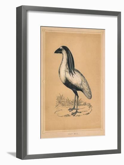 'Boat Bill', (Cochlearius cochlearius), c1850, (1856)-Unknown-Framed Giclee Print