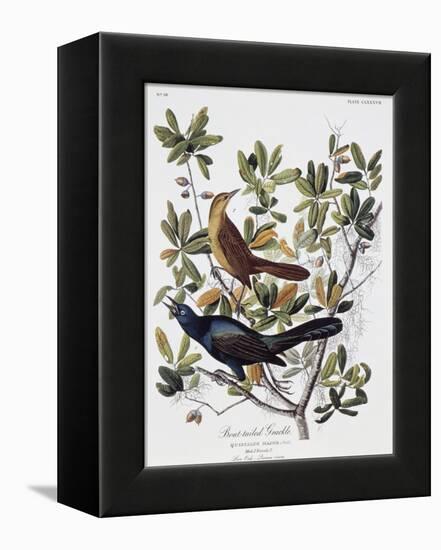 Boat Tailed Grackle, Male and Female-John James Audubon-Framed Premier Image Canvas