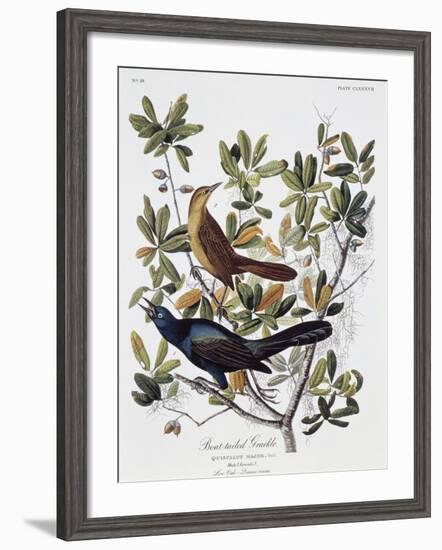 Boat Tailed Grackle, Male and Female-John James Audubon-Framed Premium Giclee Print