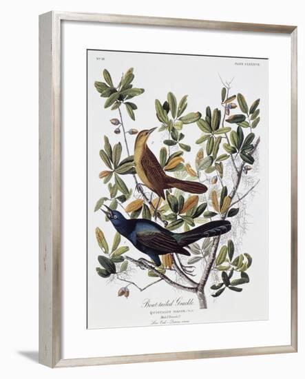 Boat Tailed Grackle, Male and Female-John James Audubon-Framed Premium Giclee Print