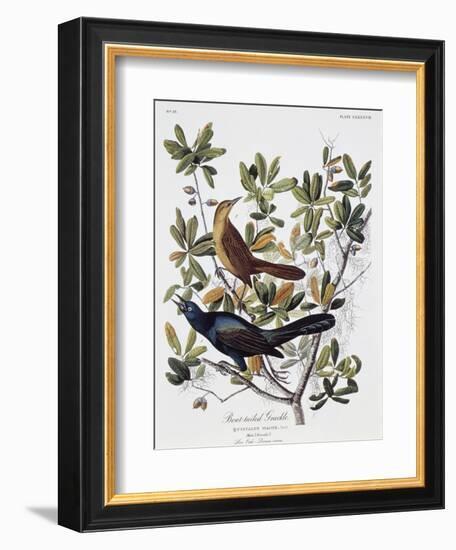 Boat Tailed Grackle, Male and Female-John James Audubon-Framed Premium Giclee Print