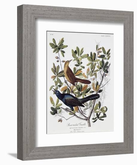 Boat Tailed Grackle, Male and Female-John James Audubon-Framed Giclee Print