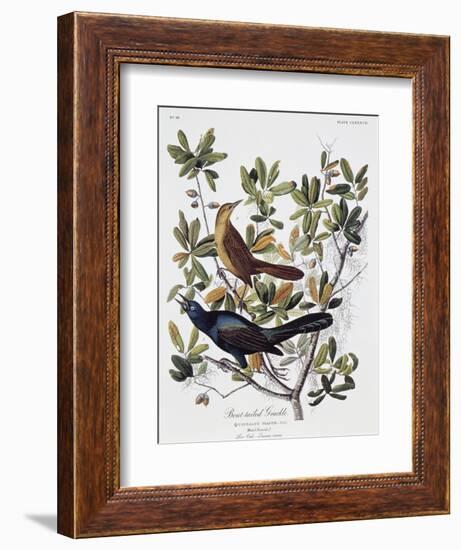 Boat Tailed Grackle, Male and Female-John James Audubon-Framed Giclee Print