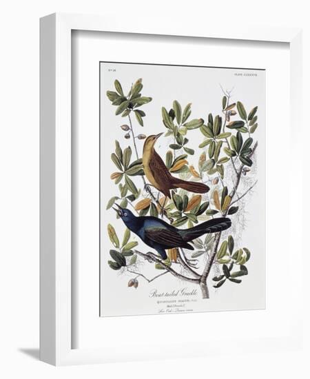 Boat Tailed Grackle, Male and Female-John James Audubon-Framed Giclee Print