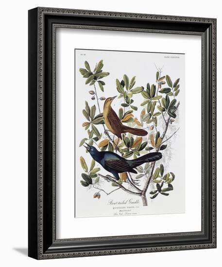 Boat Tailed Grackle, Male and Female-John James Audubon-Framed Giclee Print