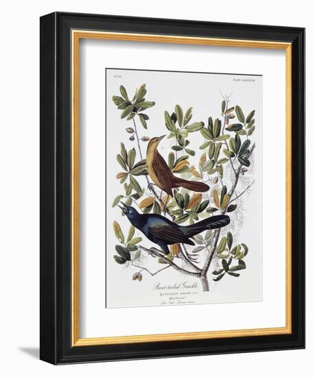 Boat Tailed Grackle, Male and Female-John James Audubon-Framed Giclee Print