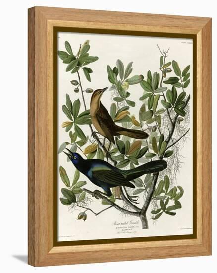 Boat Tailed Grackle-null-Framed Premier Image Canvas