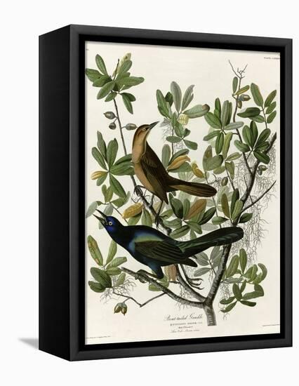 Boat Tailed Grackle-null-Framed Premier Image Canvas