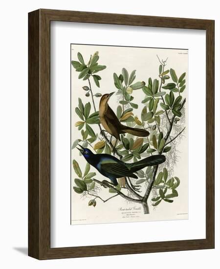 Boat Tailed Grackle-null-Framed Giclee Print